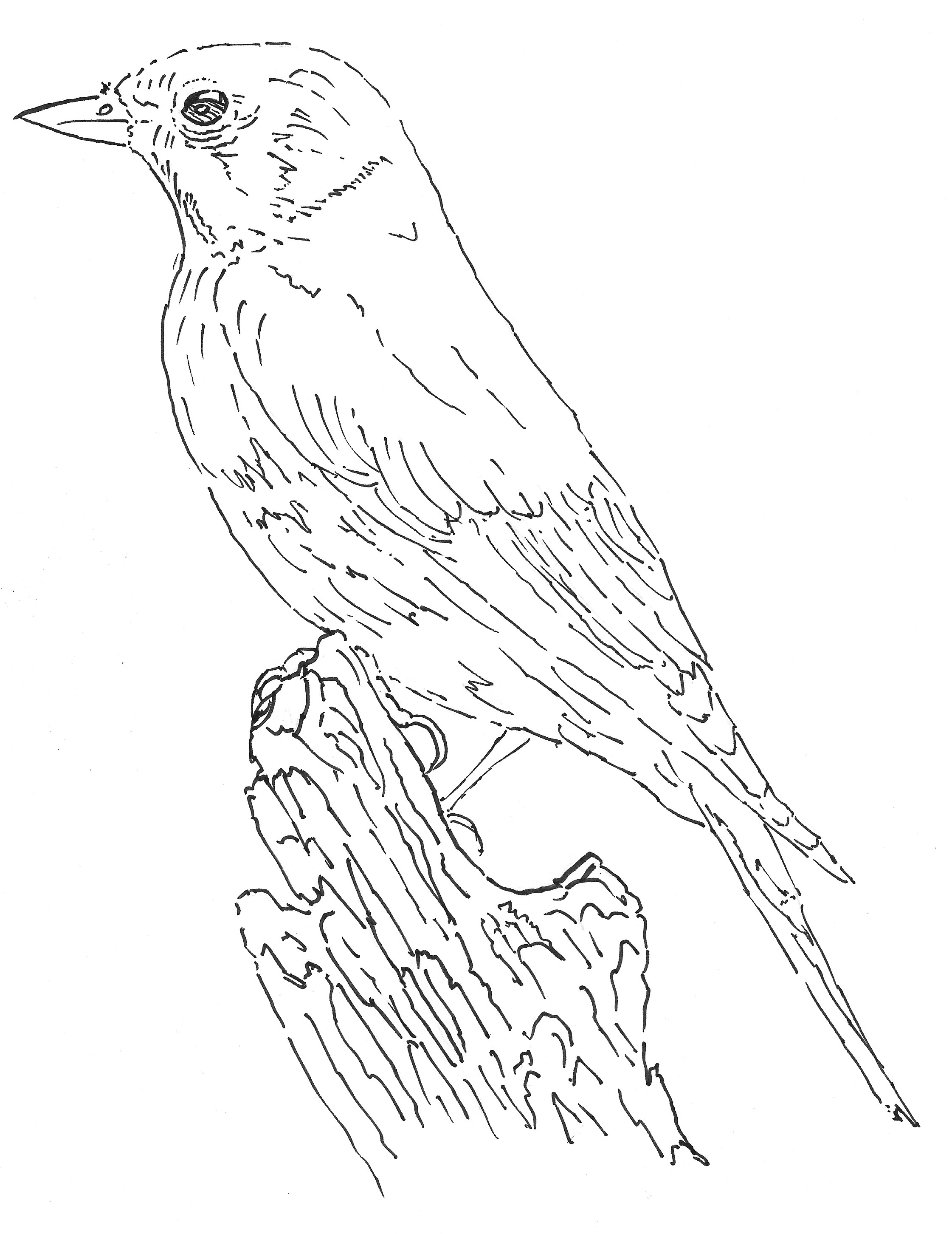 download line drawing